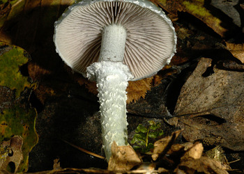 Grünspanträuschling (Stropharia aeruginosa) - © Heinz Prelicz